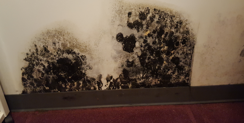 is-all-black-mold-toxic-the-mold-hunter